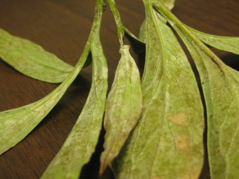 Powdery Mildew On Peonies PlantDOC