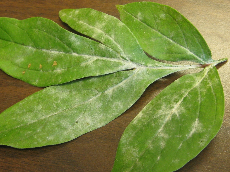 Powdery Mildew On Peonies PlantDOC