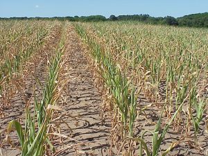 Drought Stressed Corn Plantdoc