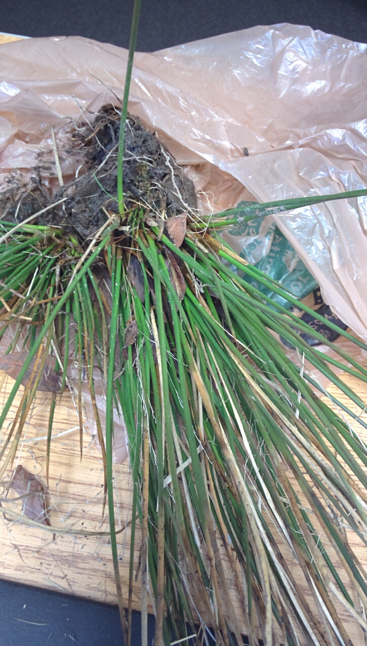 Wetland Plant ID and Control PlantDOC Wetland Plant ID and Control PlantDOC
