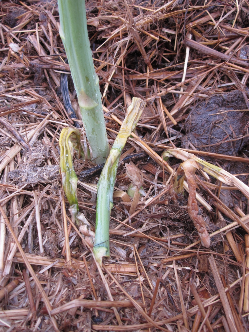 Asparagus stem disease PlantDOC