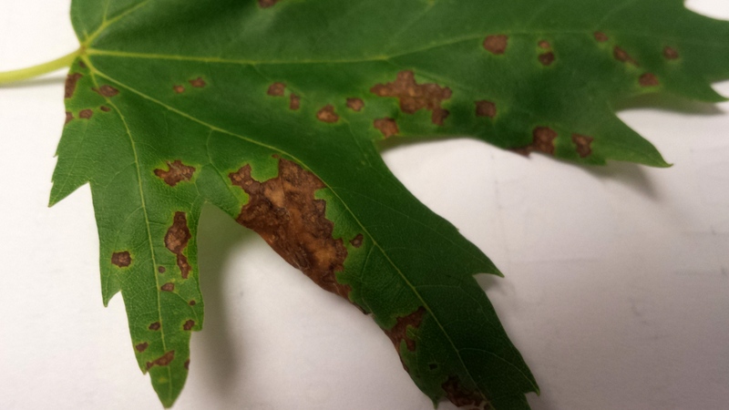 Brown Spots On Maple Leaves