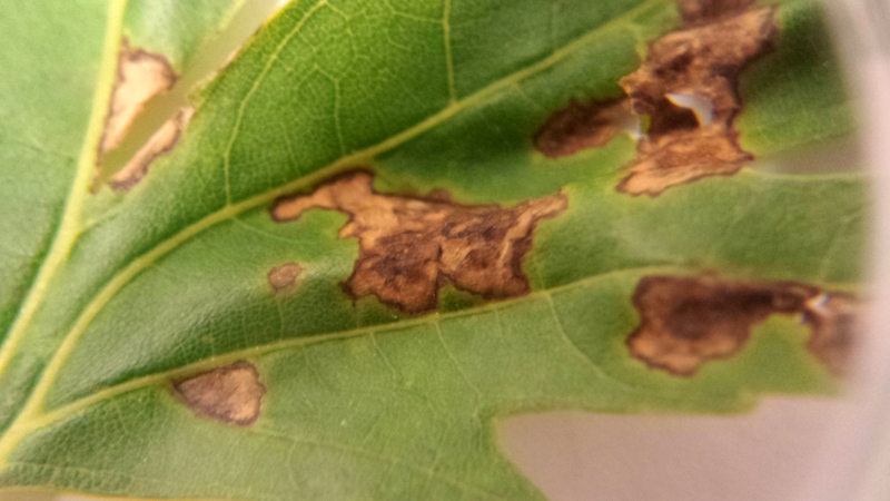 maple-leaves-with-brown-spots-plantdoc