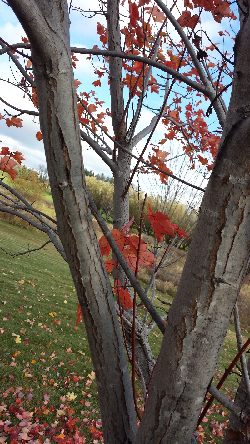 if a tree dies and the trunk remains undisturbed