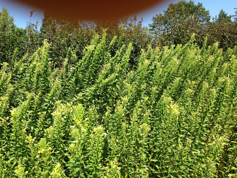 woody-plant-identification-plantdoc
