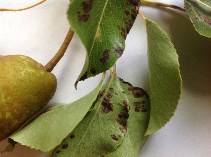 Black Spots On Pear Tree Leaves