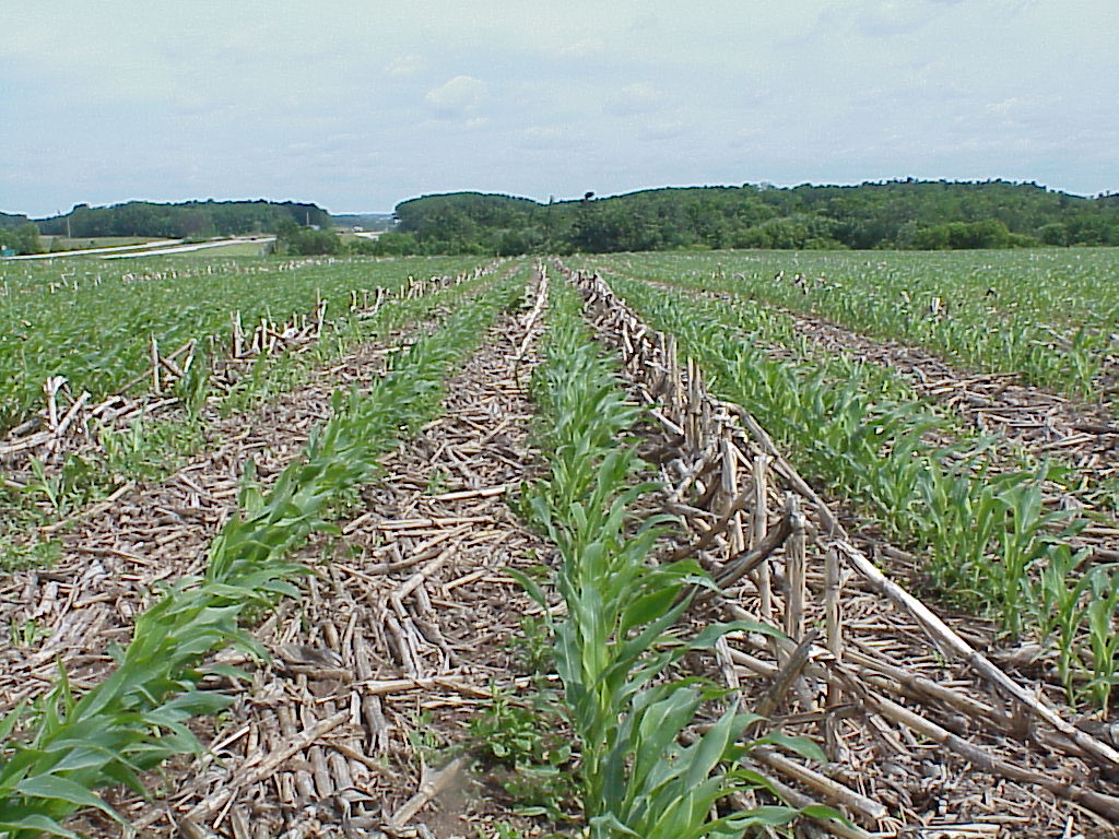 corn on corn PlantDOC
