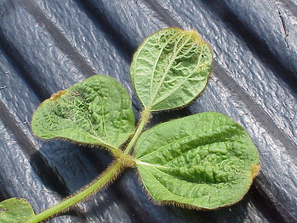 Multiple soybean problems PlantDOC
