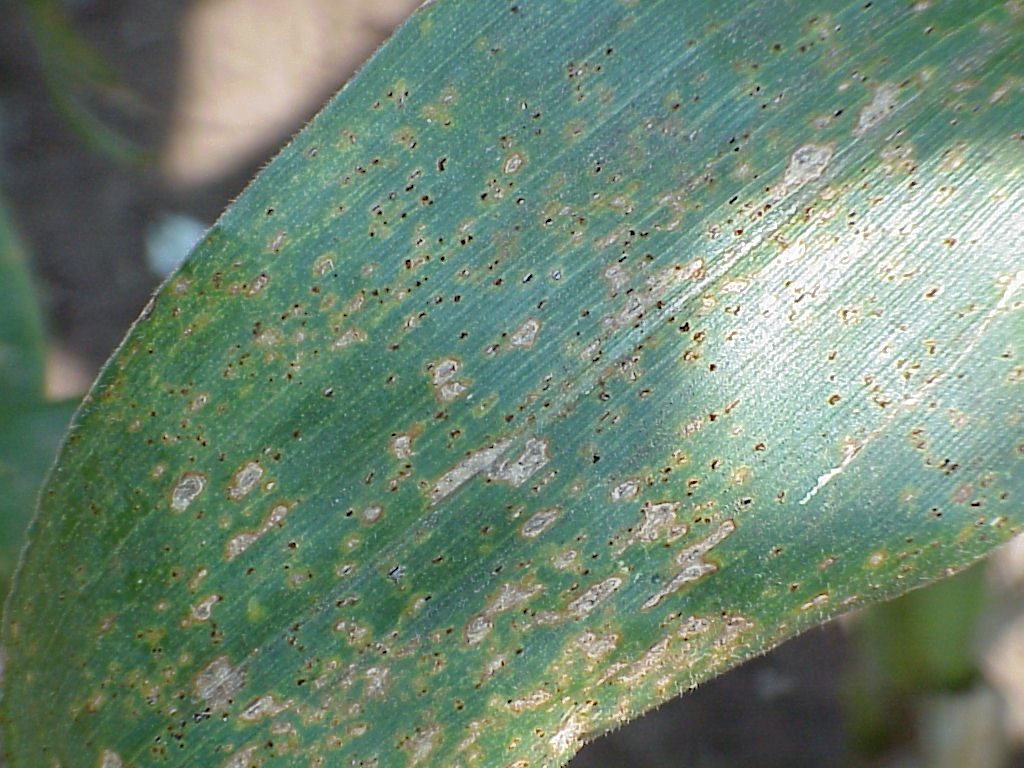 Corn leaf diseases – PlantDOC