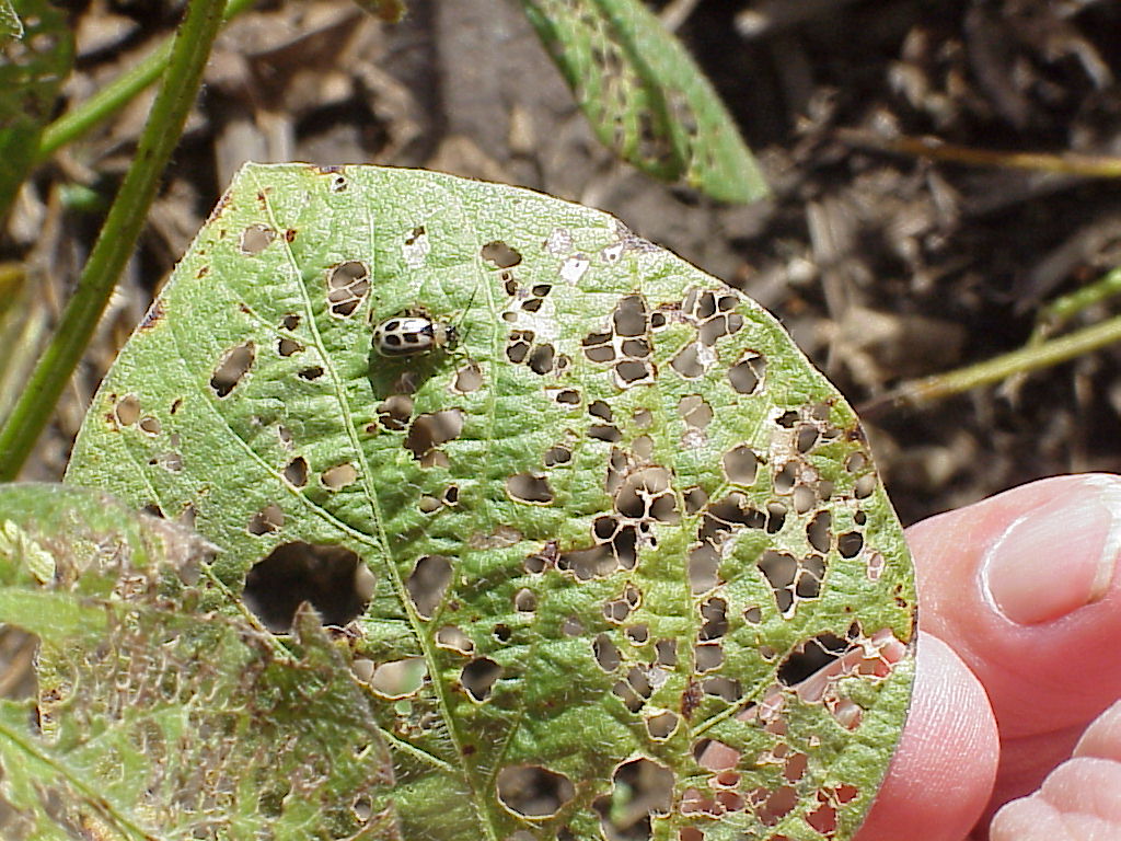 soybean-bean-leaf-beetle-plantdoc