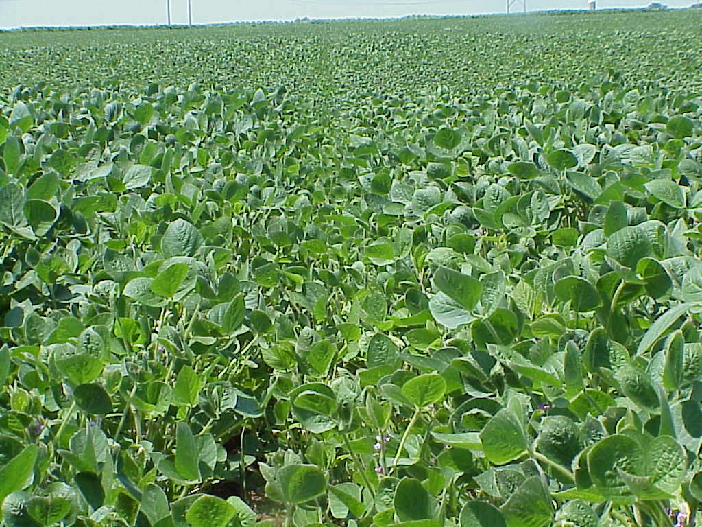 Manure spreading compaction shortens soybeans PlantDOC