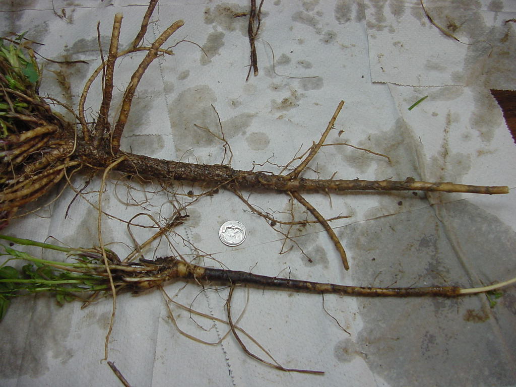 Alfalfa Roots damaged with disease, insect??? – PlantDOC