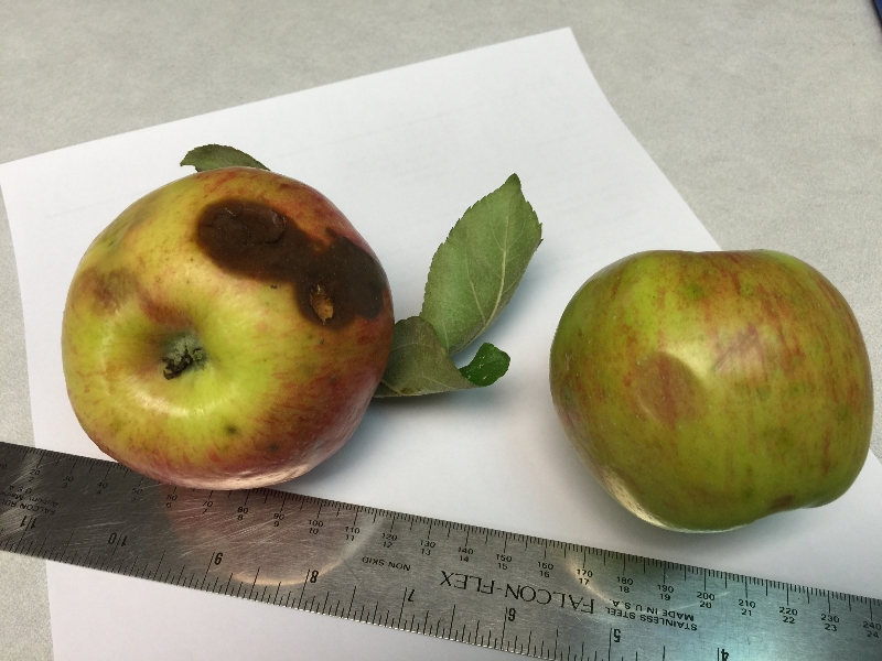 apples-with-soft-brown-spots-plantdoc