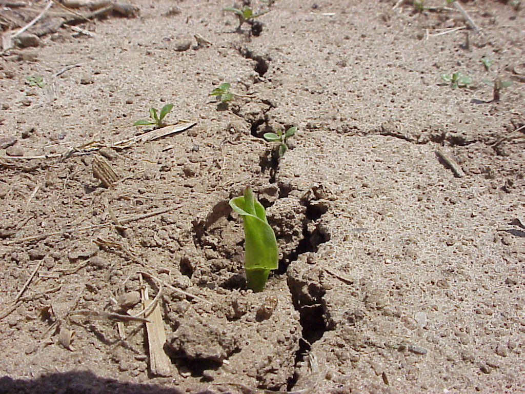 Heavy rain and corn emergence PlantDOC