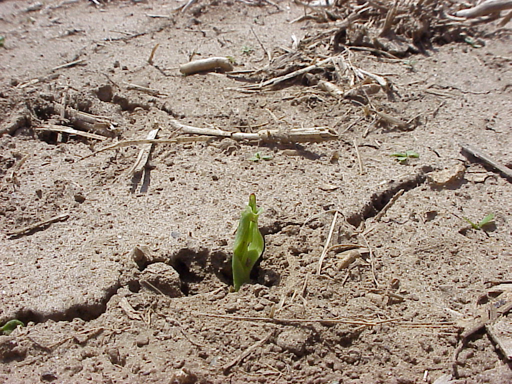 Heavy rain and corn emergence PlantDOC