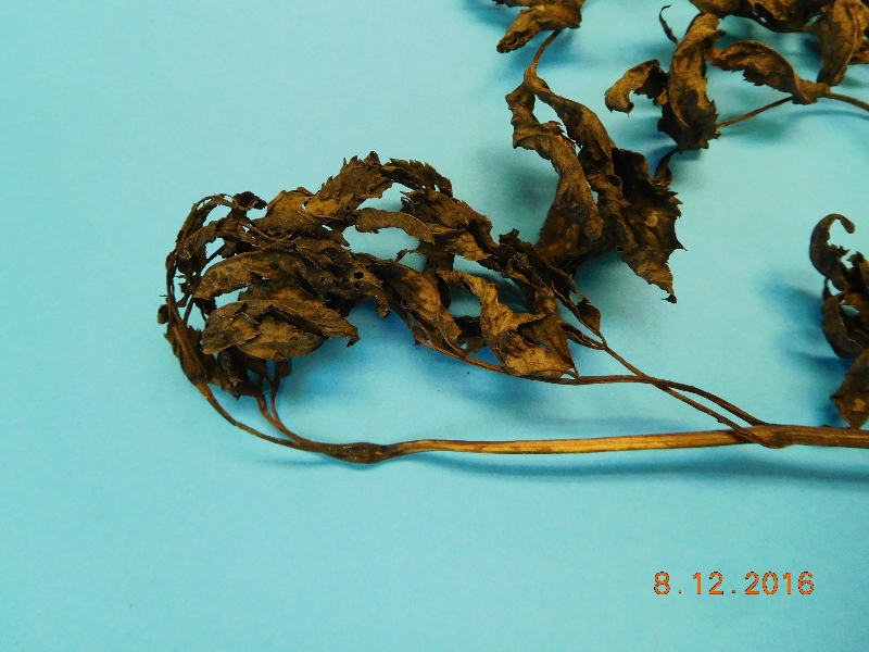 Elderberry leaf disease PlantDOC