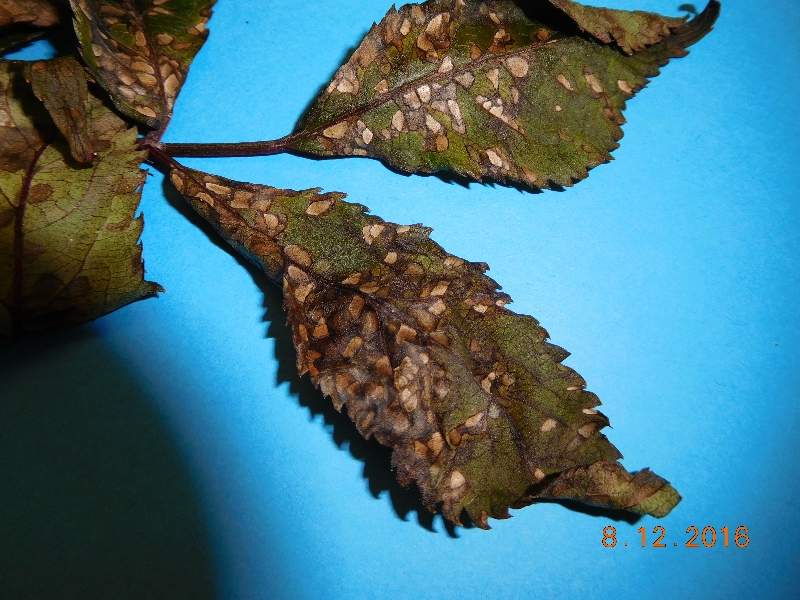 Elderberry leaf disease PlantDOC