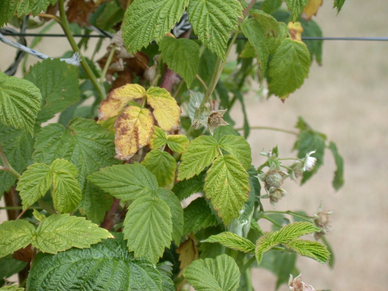 Raspberry Leaf Yelowing Plantdoc