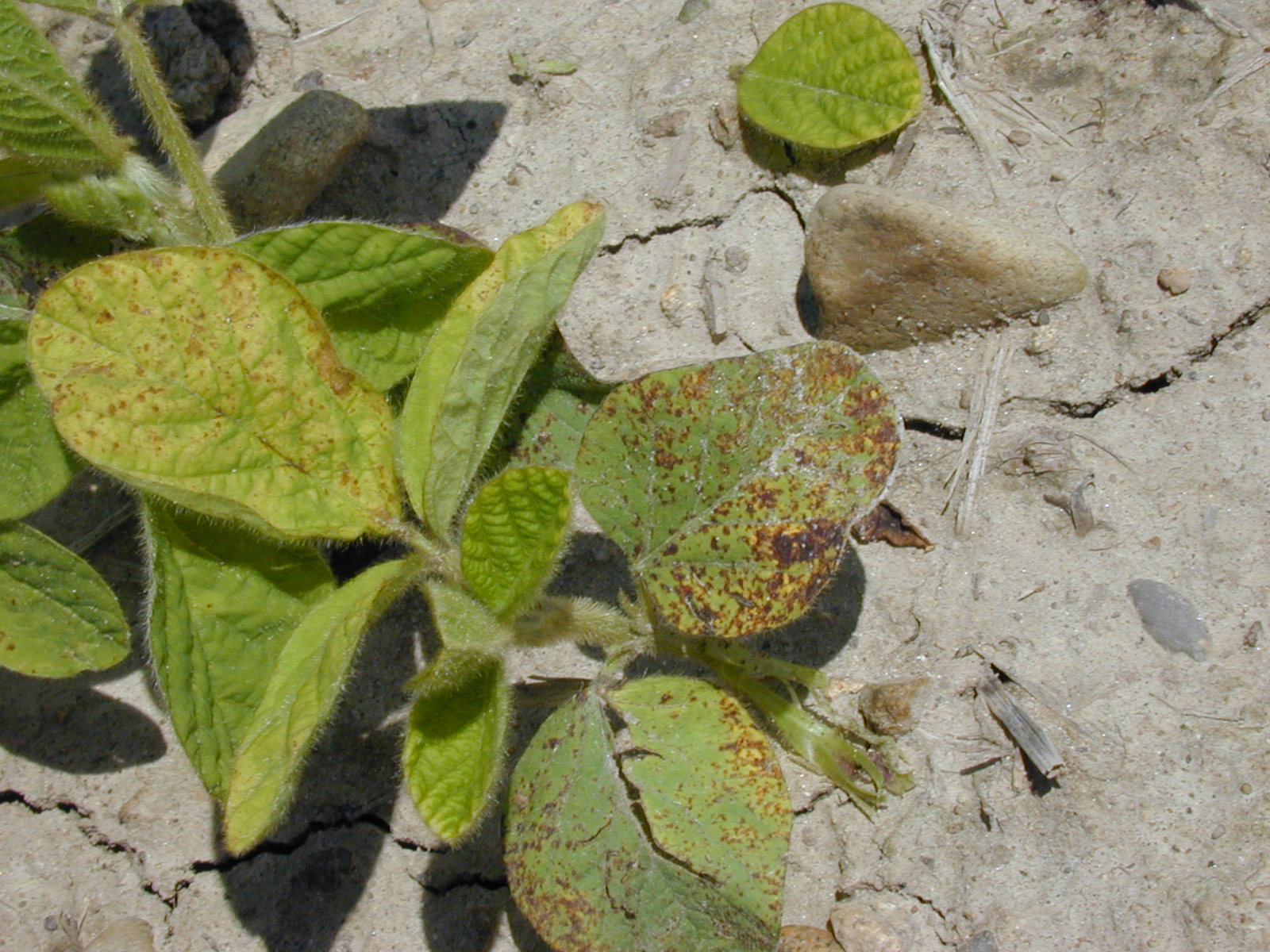 brown spots and yellowing of soybean leaves PlantDOC