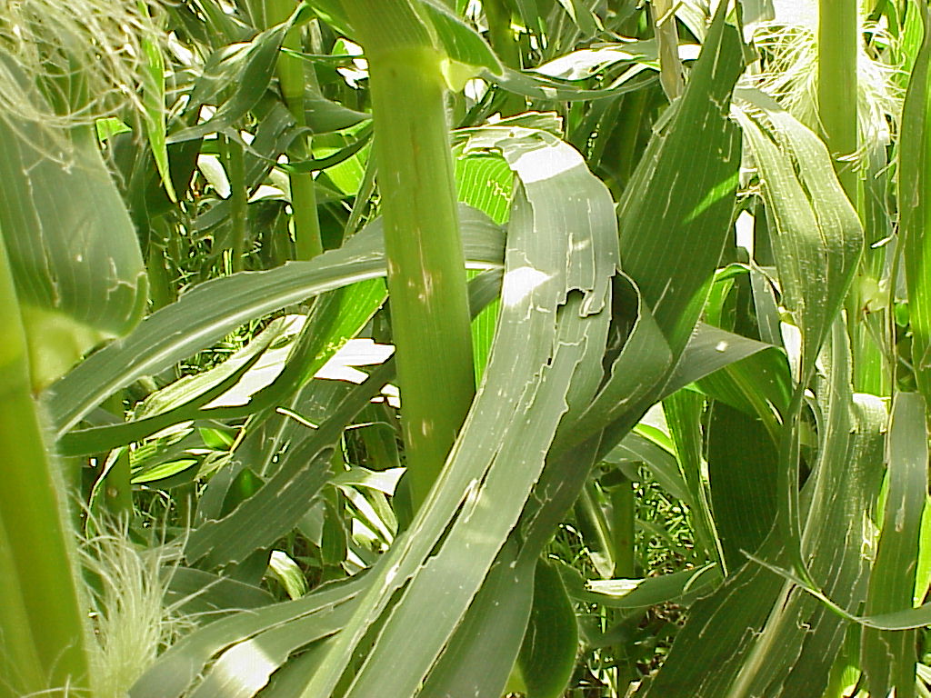 Hail Damage to Corn PlantDOC