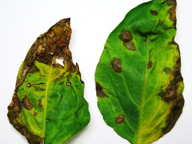 Fungus on pepper plants information