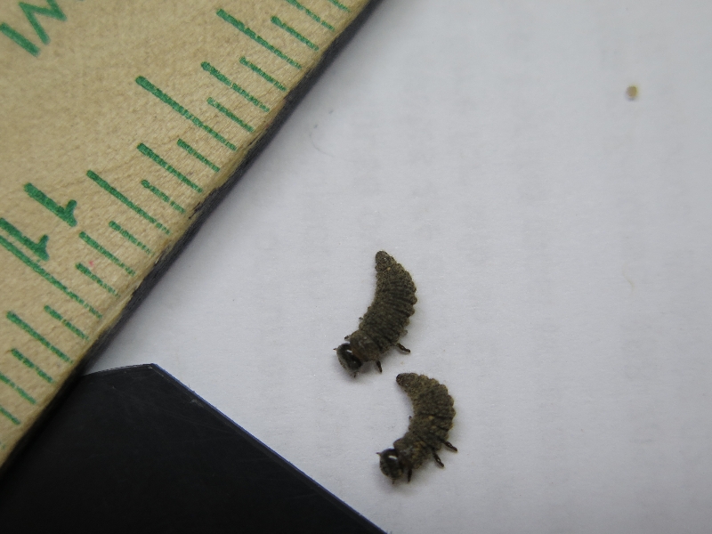 black worms/larvae PlantDOC