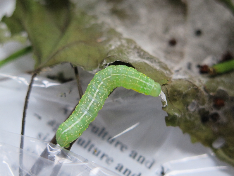 Big Green Caterpillar Identification