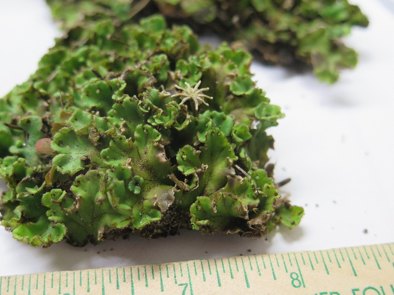 leafy green lichen id – PlantDOC