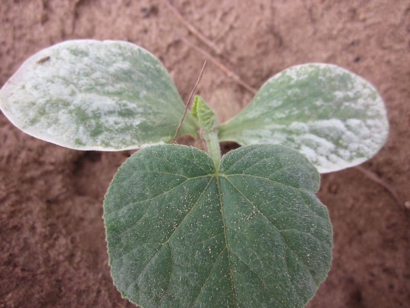 Butternut Squash Leaves PlantDOC