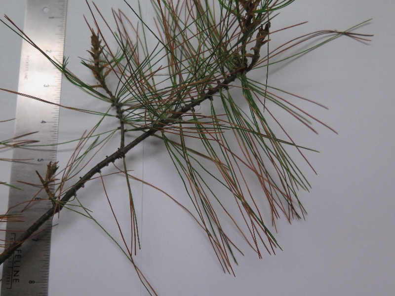 white pine dieback PlantDOC