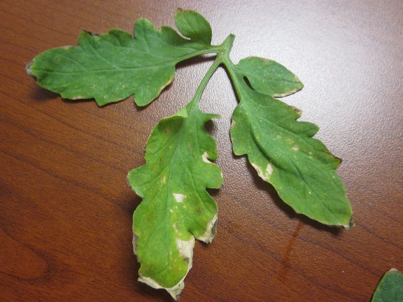 Tomato leaf margin burning PlantDOC