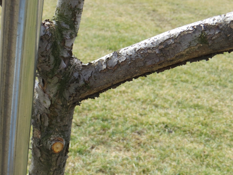 Apple Tree Problem PlantDOC