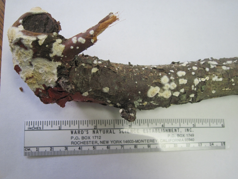 white-spots-fungus-on-apple-trees-plantdoc