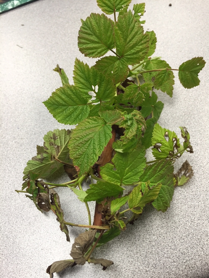 Raspberry Blight? PlantDOC