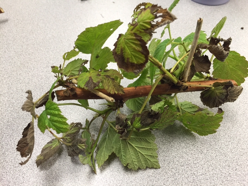Raspberry Blight? PlantDOC