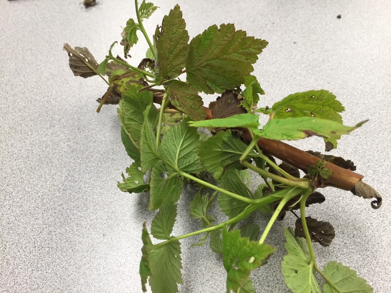 Raspberry Blight? PlantDOC