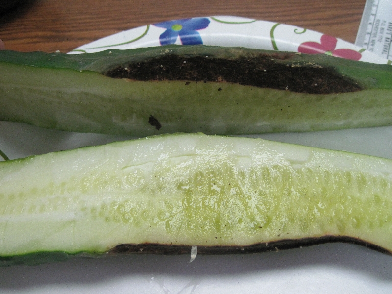 Cucumber fruit mold PlantDOC