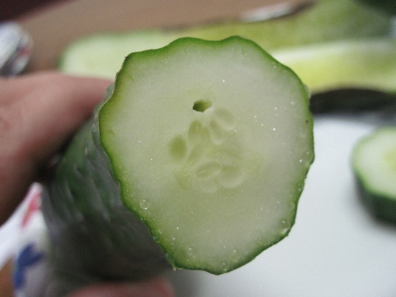Cucumber fruit mold PlantDOC