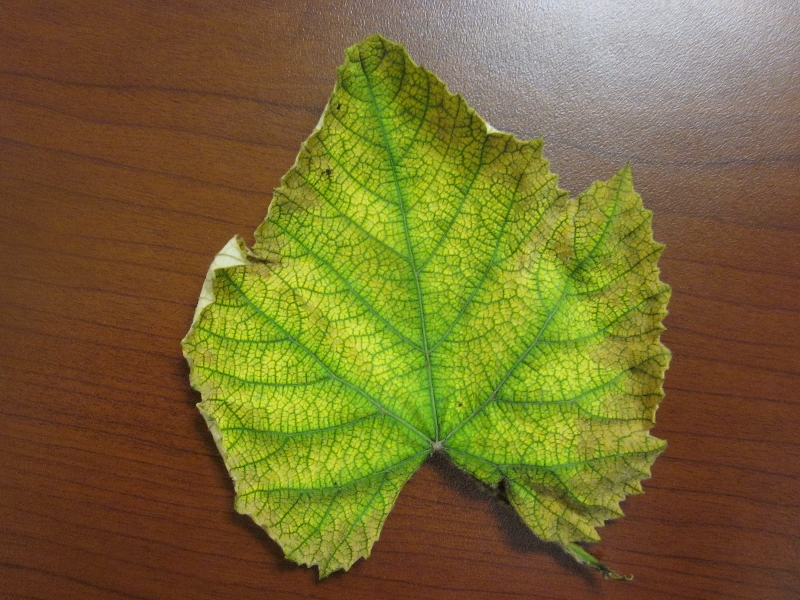 Grape leaf yellowing PlantDOC
