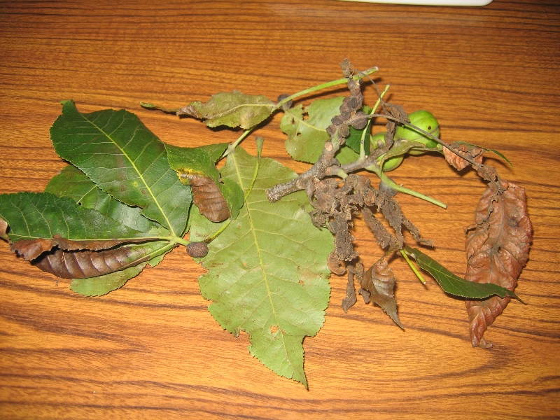 Hickory Tree Decline PlantDOC