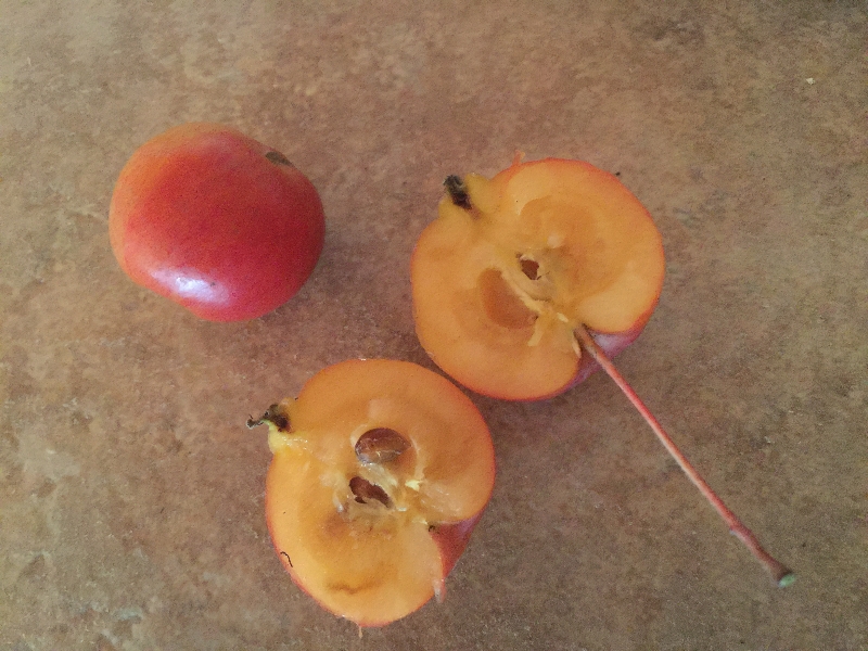 Crab Apple? PlantDOC