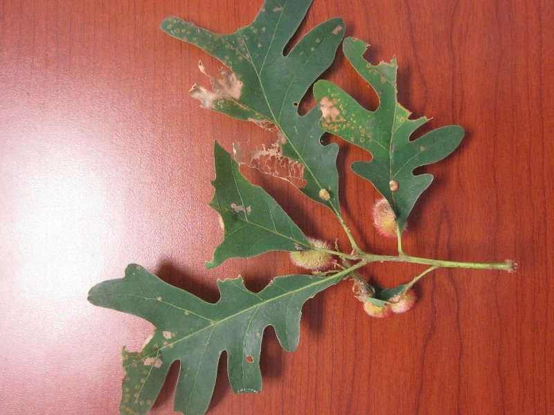 Oak leaf disease – PlantDOC