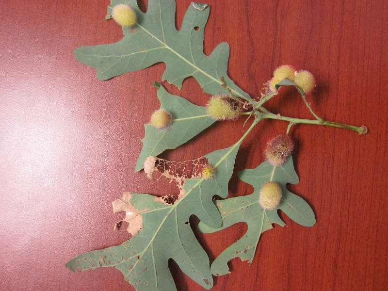 Oak leaf disease – PlantDOC