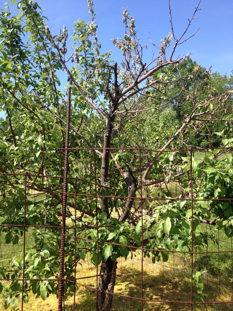 Apple and Pear Tree Problems – PlantDOC