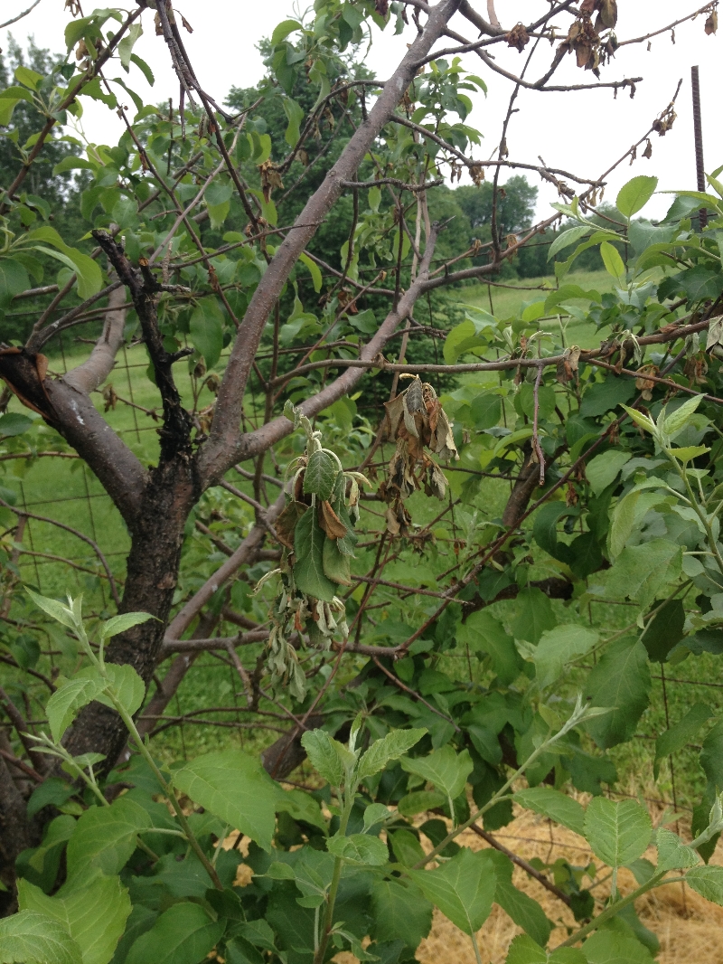 Apple and Pear Tree Problems – PlantDOC