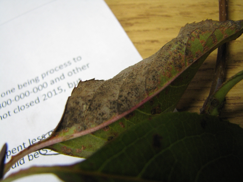 Why Do Viburnum Leaves Turn Red at Sharon Jones blog