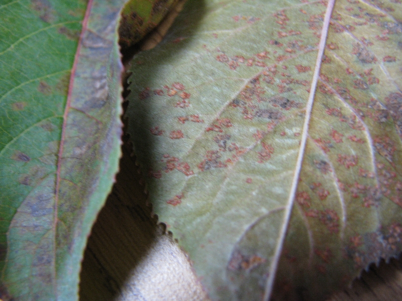 leaf problems on viburnum PlantDOC