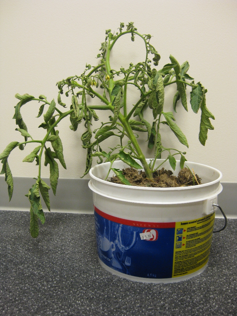 Tomato Leaf Curl PlantDOC