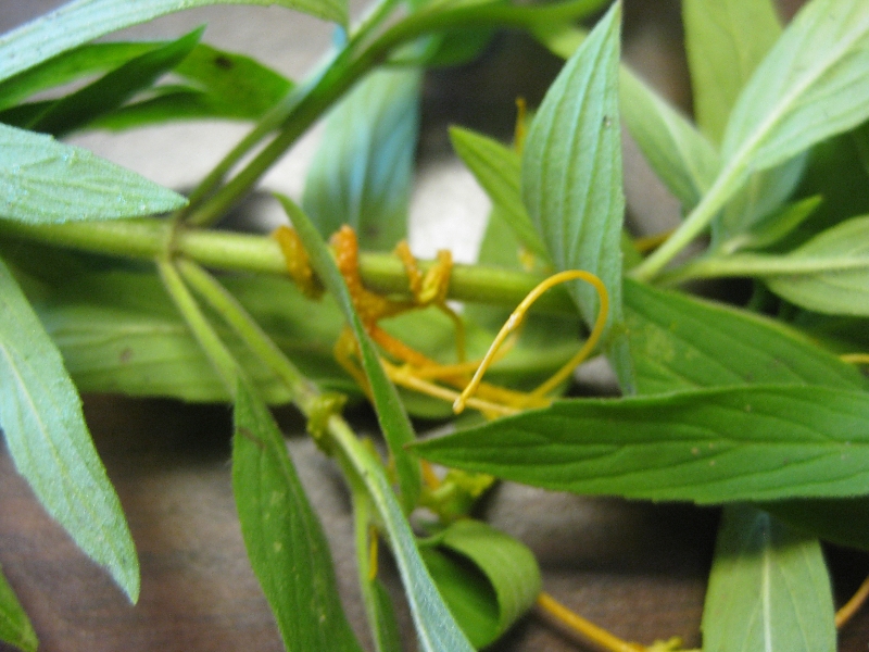 Viney Weeds Identification