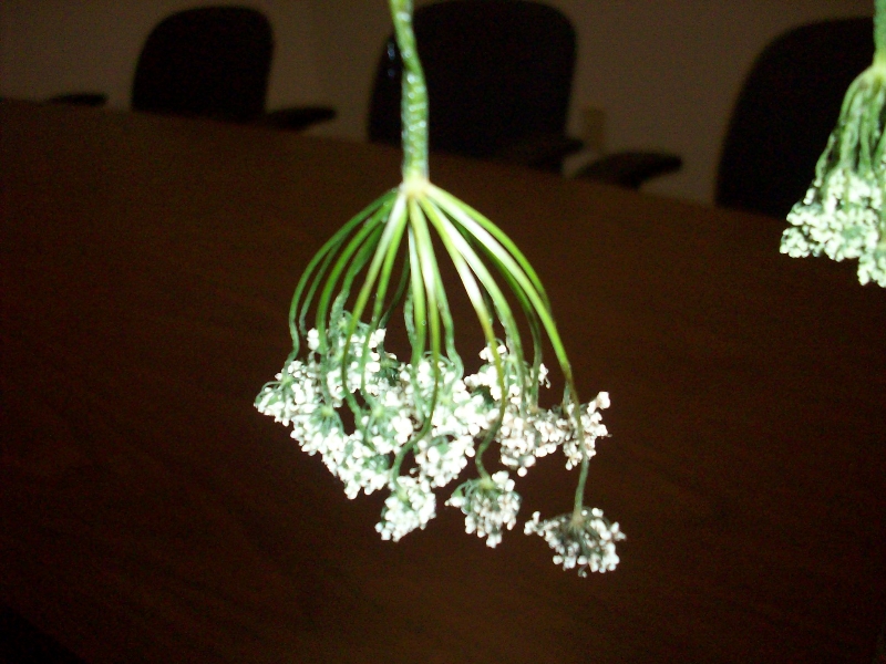 Weed with clusters of white flowers PlantDOC